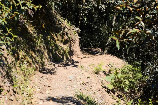 Caminho Cercado Por Verdes Árvores Parque — Fotografia de Stock