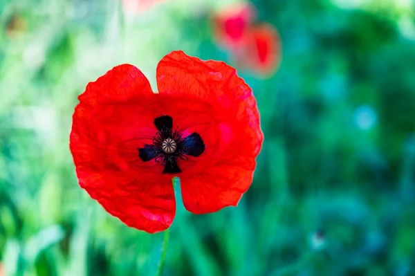 ぼやけた背景の後ろに赤いケシの花のクローズアップショット — ストック写真