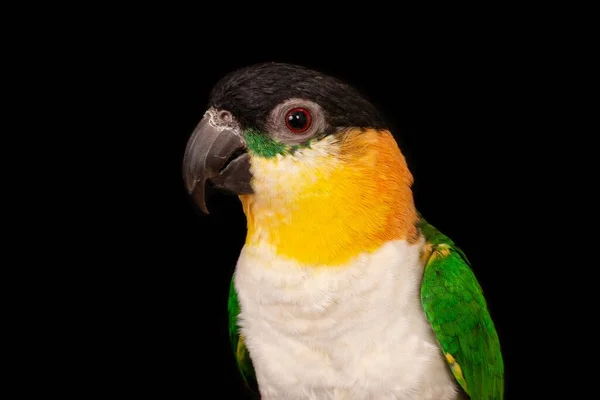 在黑色背景前拍摄的一只绿色和黄色的凯奇鸟的离奇特写 — 图库照片
