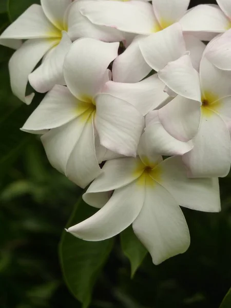 Primer Plano Vertical Flor Frangipán Mexicano — Foto de Stock