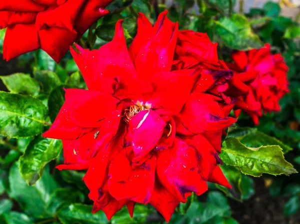 Крупный План Цветущей Красивой Красной Розы — стоковое фото