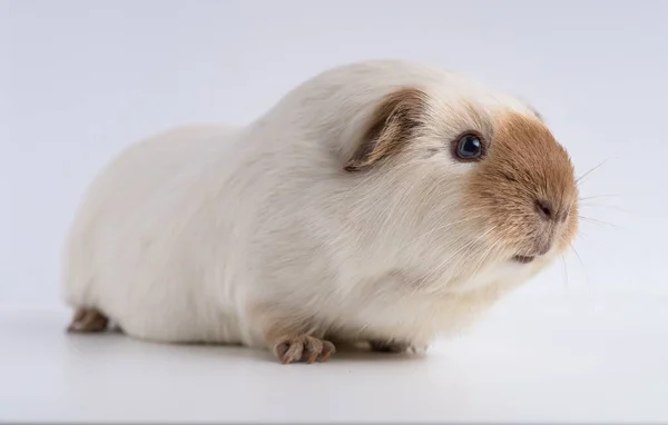 Eine Nahaufnahme Von Meerschweinchen Isoliert Auf Weißem Hintergrund — Stockfoto