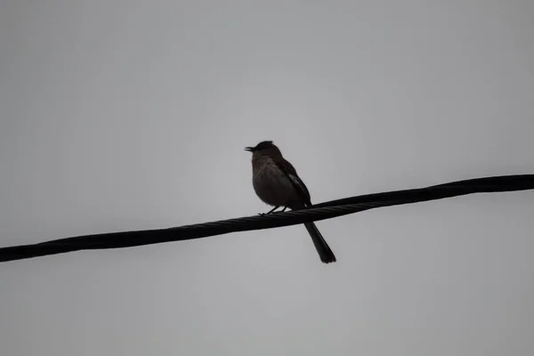 Niski Kąt Ujęcia Ptaka Siedzącego Drucie — Zdjęcie stockowe