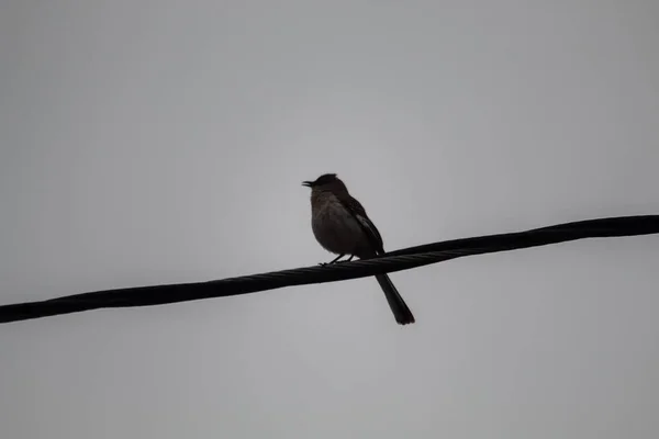 Tiro Ángulo Bajo Pájaro Sentado Alambre — Foto de Stock