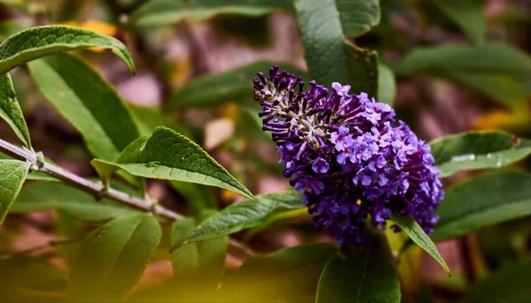 Bloeiende Mooie Paarse Lila Bloemen Tuin — Stockfoto