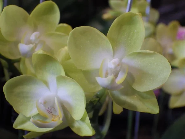 Primer Plano Una Hermosa Orquídea Flores —  Fotos de Stock