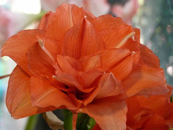 Belo Tiro Laranja Sul Africano Amaryllis Fundo Borrado — Fotografia de Stock