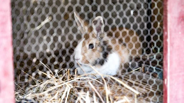 Nahaufnahme Eines Weiß Braunen Kaninchens Seinem Käfig — Stockfoto
