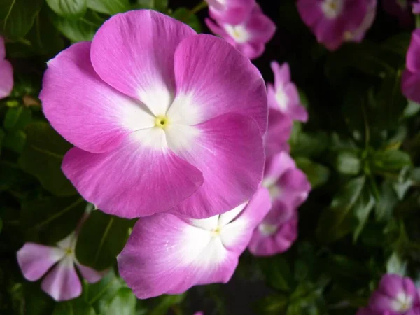 Detailní Záběr Růžové Petúnie Květiny — Stock fotografie