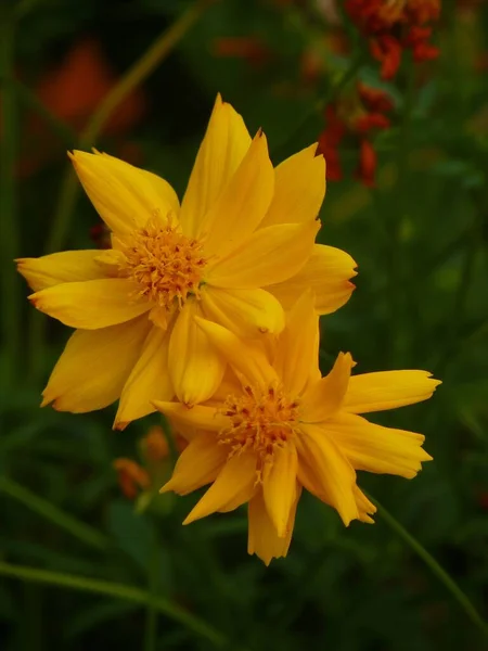 一个黄色的宇宙花朵的垂直特写镜头 — 图库照片