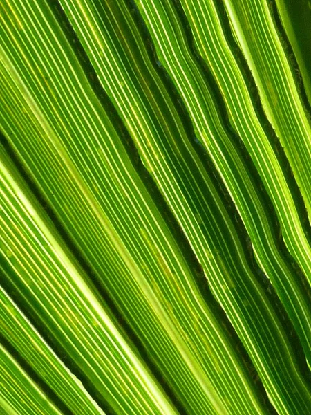 緑のヤシの葉のテクスチャの垂直クローズアップショット — ストック写真