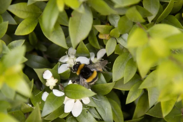 Селективный Снимок Пчелы Сидящей Листе Зелени — стоковое фото