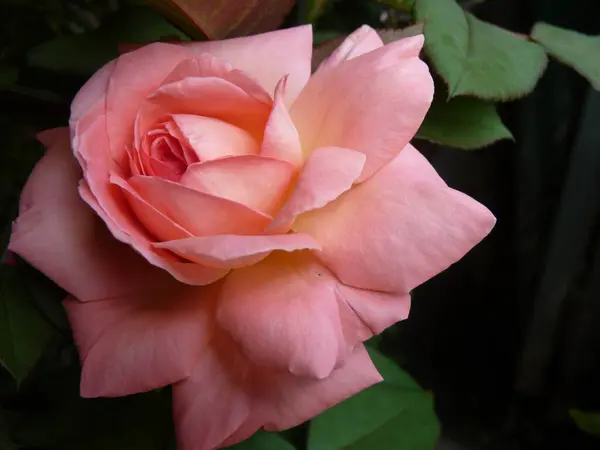 Poziome Ujęcie Pięknej Różowej Róży Tle Zieleni — Zdjęcie stockowe
