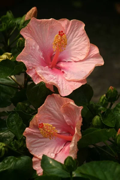 Vertical Closeup Shot Chinese Hibiscus Flowers — Stock Photo, Image