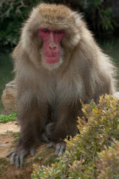 Een Close Shot Van Japanse Makaak Aap Een Wazige Achtergrond — Stockfoto