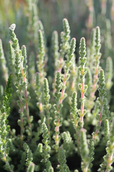Eine Vertikale Selektive Fokusaufnahme Von Heidekrautpflanzen — Stockfoto