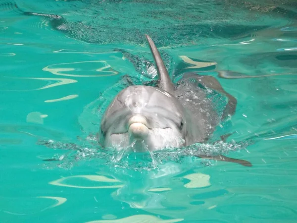 水中での愛らしいイルカの泳ぎ — ストック写真