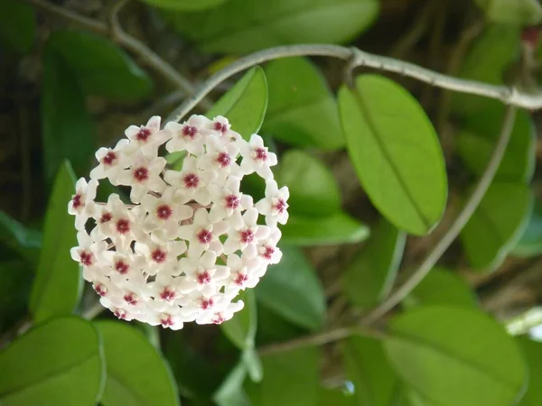 Horisontell Bild Vita Hoya Blommor Grönska Bakgrund — Stockfoto