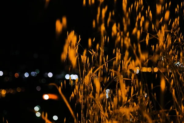 Sfondo Astratto Erba Gialla Con Luci Offuscate Bokeh Città Sullo — Foto Stock