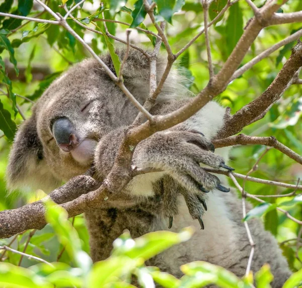 Niski Kąt Płytki Ostrość Zbliżenie Ujęcie Koala Śpiący Gałęzi Drzewa — Zdjęcie stockowe