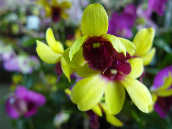 Tiro Closeup Flores Amarelas Florescendo Dendrobium Orchid Daytime — Fotografia de Stock