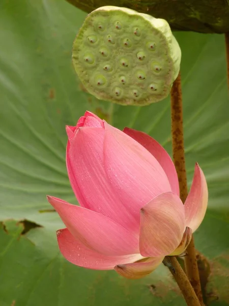 Eine Vertikale Aufnahme Blühender Rosa Lotusblumen Grün Tag — Stockfoto