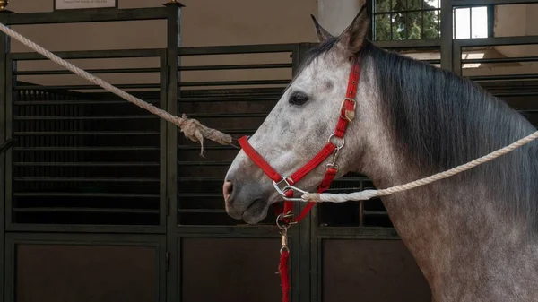 Häst Gård Corboda Andalusien Spanien Dagtid — Stockfoto