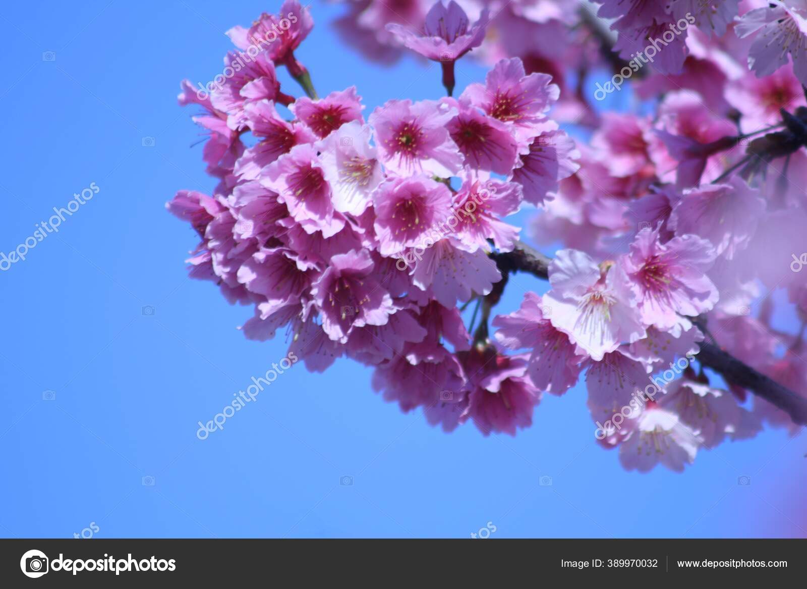 Primer Plano Flores Cerezo Con Cielo Azul Fondo Sakura: fotografía de stock  © Wirestock #389970032 | Depositphotos