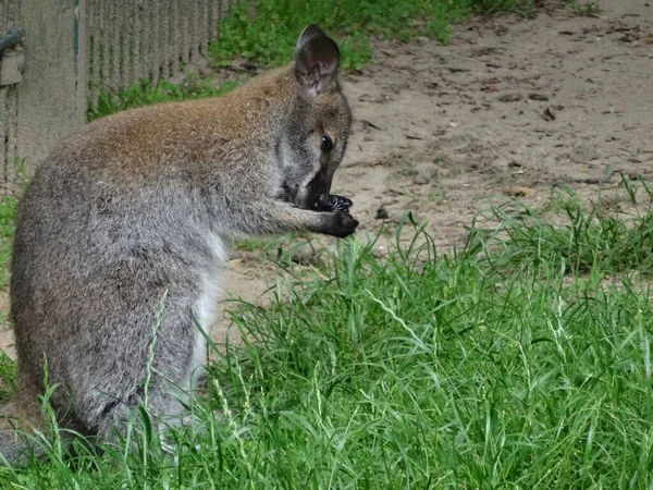 Rozkošná Hnědá Wallaby Trávě Zoo — Stock fotografie