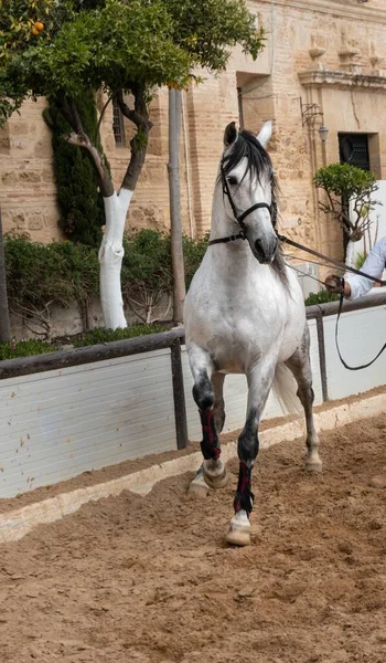 Лошадь Ферме Корбоде Андалусия Испания Днем — стоковое фото