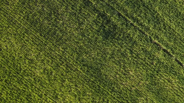 Fågelperspektiv Grönt Fält — Stockfoto