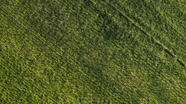 Una Vista Volo Uccello Del Campo Verde — Foto Stock