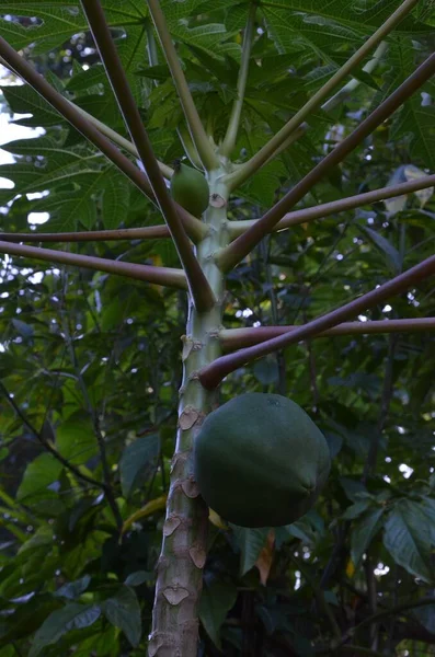 Een Verticaal Schot Van Een Papaya Boom Met Groeiend Groen — Stockfoto