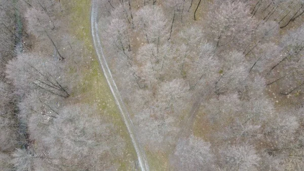 Una Vista Aérea Paisaje Con Árboles Secos Durante Día Perfecto — Foto de Stock