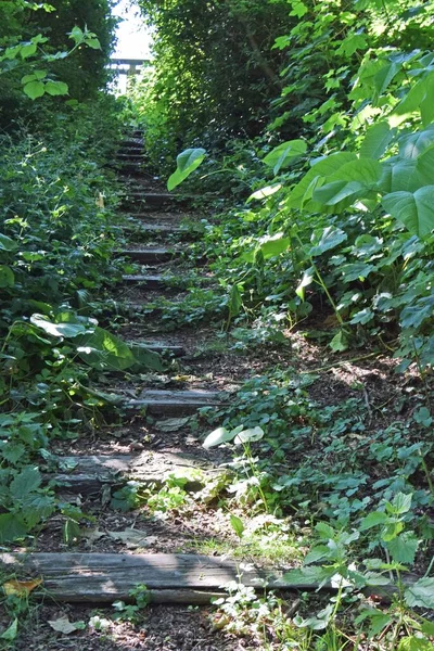 Вертикальный Кадр Простых Открытых Деревянных Лестниц Природе — стоковое фото