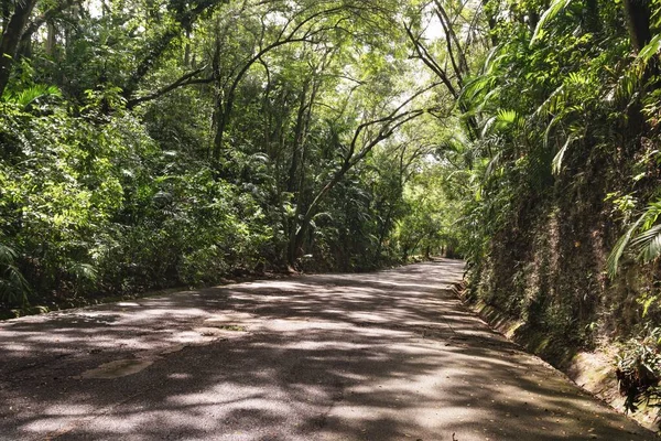 Una Strada Vuota Circondata Piante Alberi Verdi Durante Giorno — Foto Stock