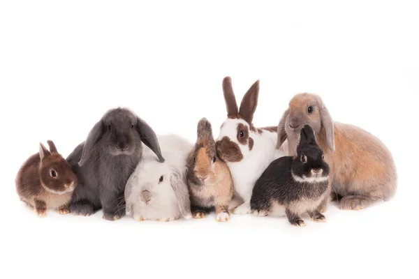 Güzel Bir Grup Tüylü Tavşan Beyaz Bir Yüzeyde Yan Yana — Stok fotoğraf