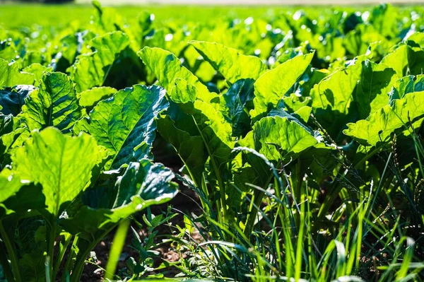 土の上に生えている緑の植物のクローズアップショット — ストック写真