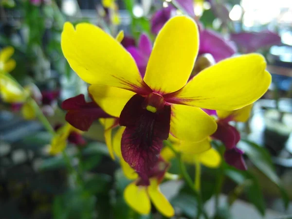 Tiro Seletivo Foco Flor Amarela Orquídea Dendrobium — Fotografia de Stock