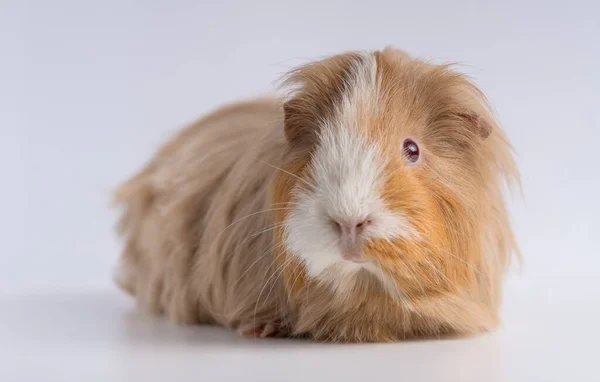 Eine Nahaufnahme Von Meerschweinchen Isoliert Auf Weißem Hintergrund — Stockfoto