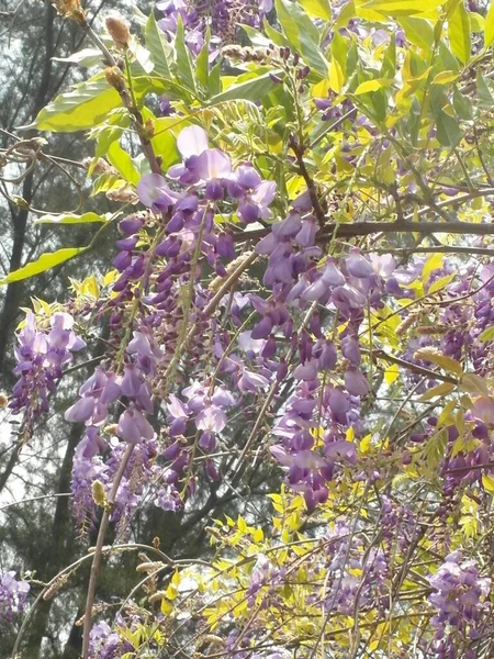 Plano Vertical Flores Wisteria China Púrpura Flor Los Árboles Frijol — Foto de Stock