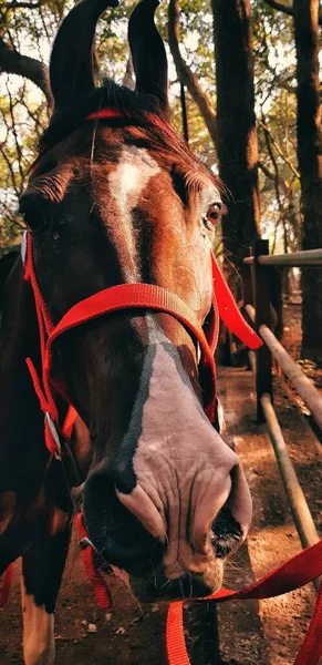 Bir Atın Güneş Işığında Dikey Yakın Çekimi — Stok fotoğraf