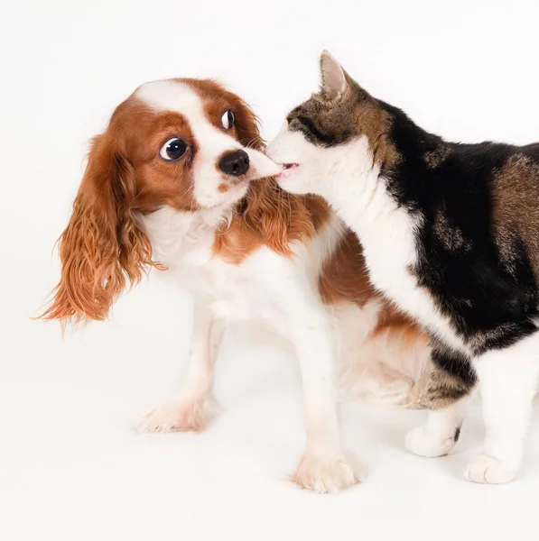 Kediyle Oynayan Beyaz Arka Planda Izole Edilmiş Sevimli Bir Köpeğin — Stok fotoğraf
