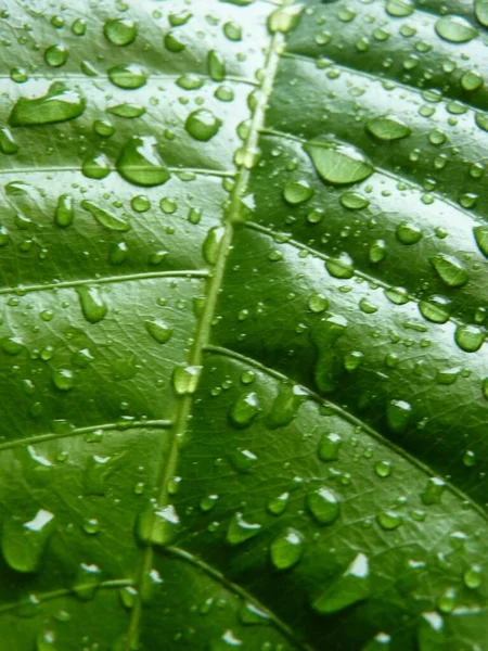 绿叶质感上的水滴特写镜头 — 图库照片