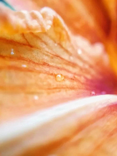 Vertical Closeup Shot Orange Flower Petals Covered Dewdrops — Stock Photo, Image