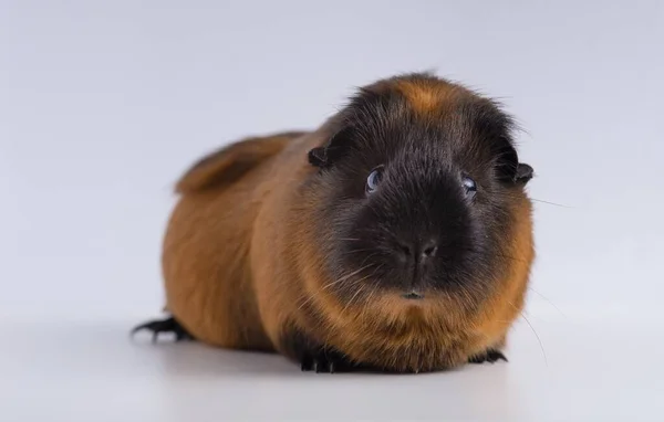 Een Close Shot Van Cavia Geïsoleerd Een Witte Achtergrond — Stockfoto