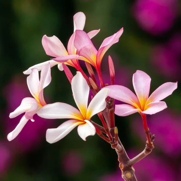 Güzel Bir Frangipani Çiçeğinin Yakın Plan Çekimi — Stok fotoğraf