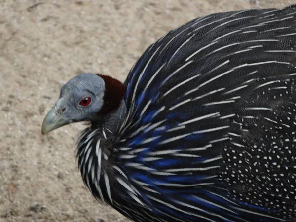 Vulturine Guineafowl Bird Patterns Red Eyes — Stock Photo, Image