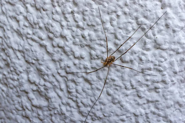 Sider Assustador Perigoso Com Pernas Longas Parede Branca — Fotografia de Stock