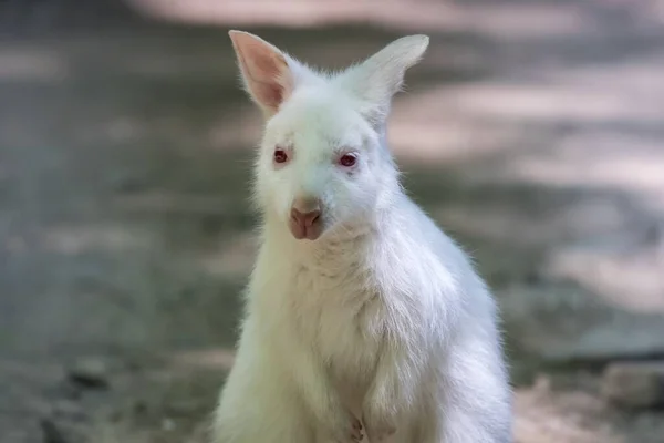 Eine Nahaufnahme Eines Weißen Albino Wallabys Sonnenlicht — Stockfoto